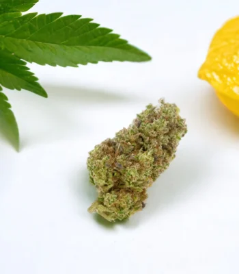 Super Lemon Haze