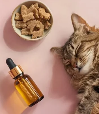 Chien chat