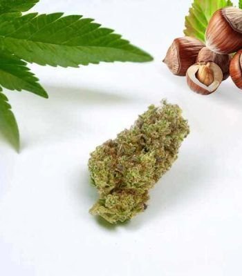 cbd pas cher