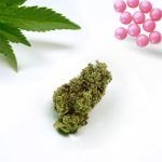 glasshouse bubble gum