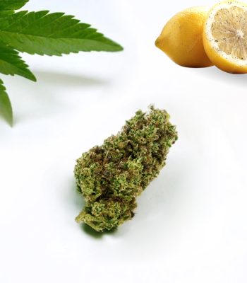Greenhouse Critical