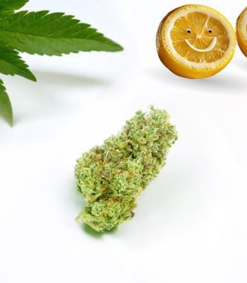 cbd guava