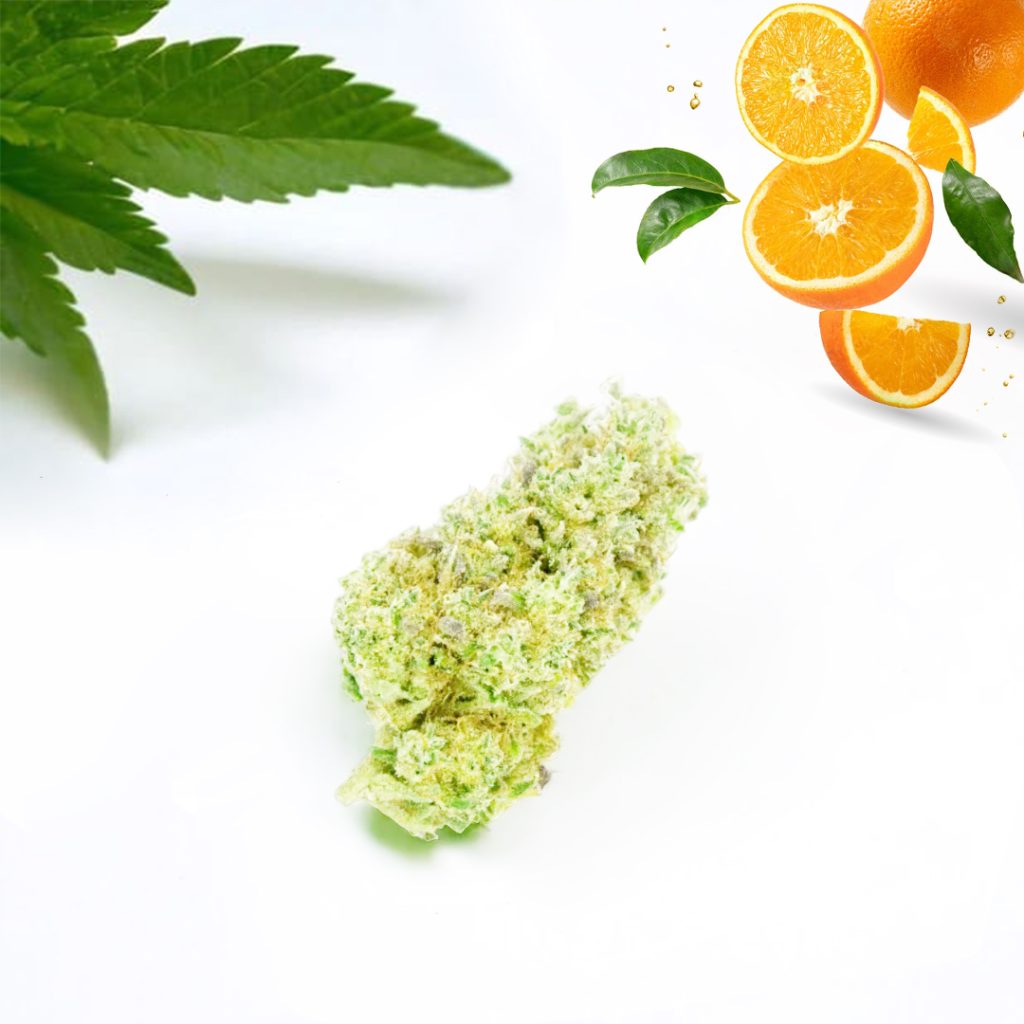 Orange bud