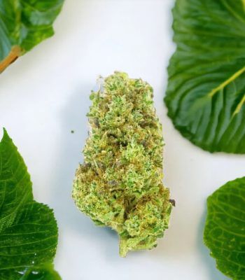 un bourgeon vert de CBD à côté de feuilles vertes